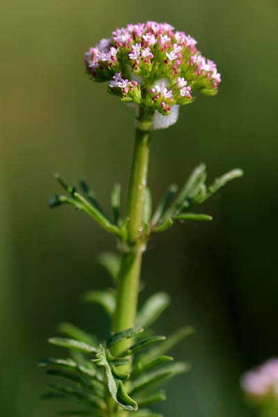 Centranthe chausse-trape